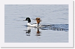 tukkakoskelo Red-breasted Merganser 8975 * 1118 x 680 * (419KB)